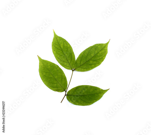 collection tropical green leaf on white background