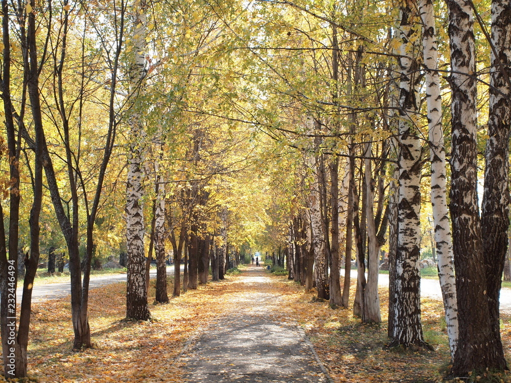 Old alley in autumn. Russian autumn nature. Russia, Ural, Perm region