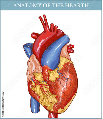 vector Illustration of  a  Human Hearth Anatomy