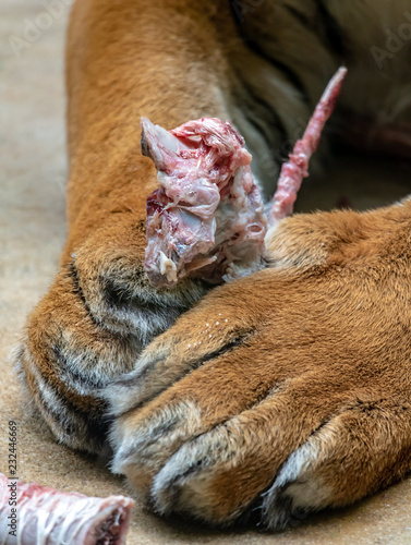 Tiger paws holding piece of meat with bones, close-up view.