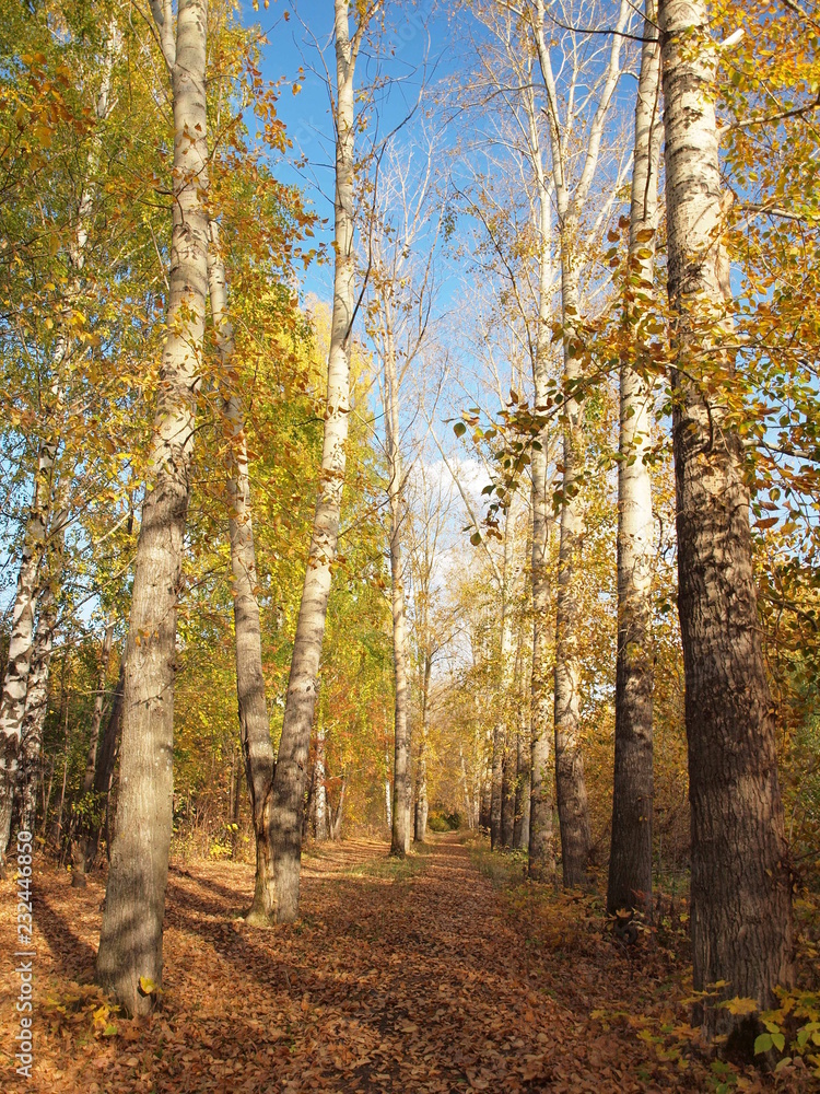 Obraz premium Old alley in autumn. Russian autumn nature. Russia, Ural, Perm region