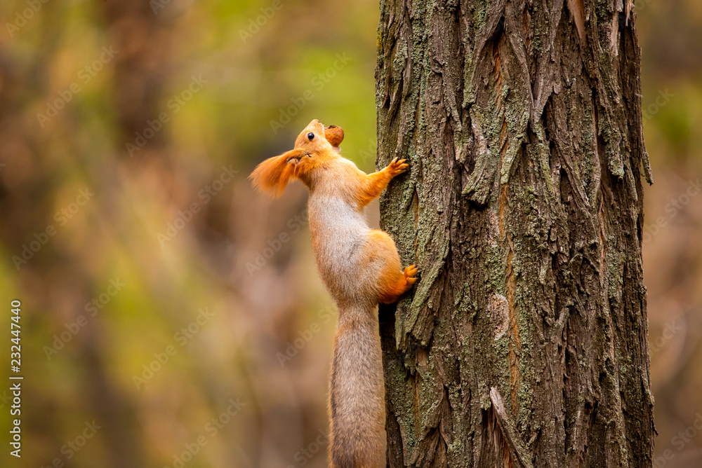 A wild squirrel captured in a cold sunny autumn day, funny cute squirrel is on the tree in autumn park. Colorful nature, fall season concept A wild squirrel captured in a cold sunny autumn day, funny cute squirrel is on the tree in autumn park. Colorful nature, fall season concept
