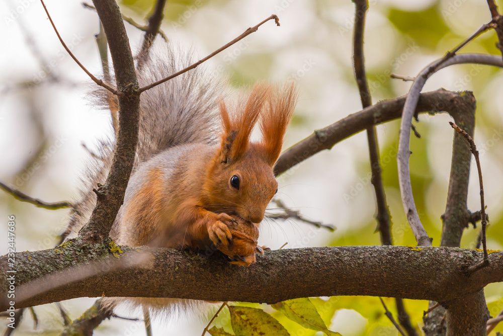 A wild squirrel captured in a cold sunny autumn day, funny cute squirrel is on the tree in autumn park. Colorful nature, fall season concept