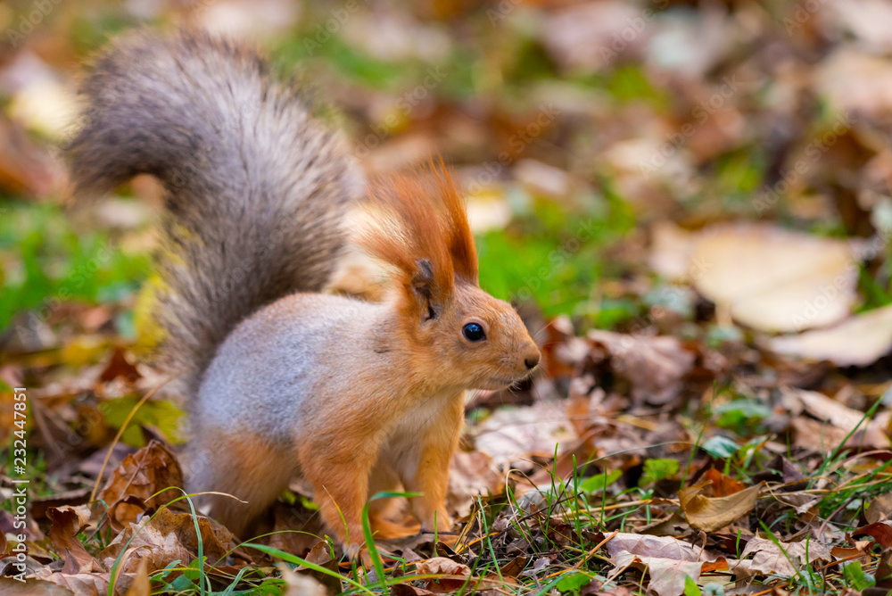 A wild squirrel captured in a cold sunny autumn day, funny cute squirrel is on the tree in autumn park. Colorful nature, fall season concept A wild squirrel captured in a cold sunny autumn day, funny cute squirrel is on the tree in autumn park. Colorful nature, fall season concept