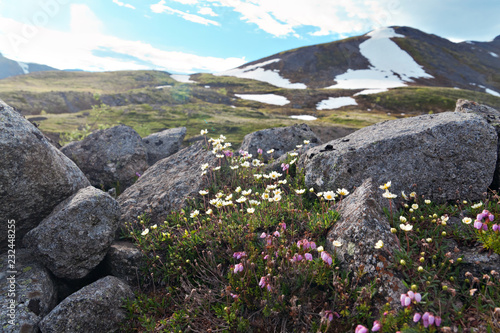 Dwarf flowers in the alpine zone in the mountains Khibiny photo