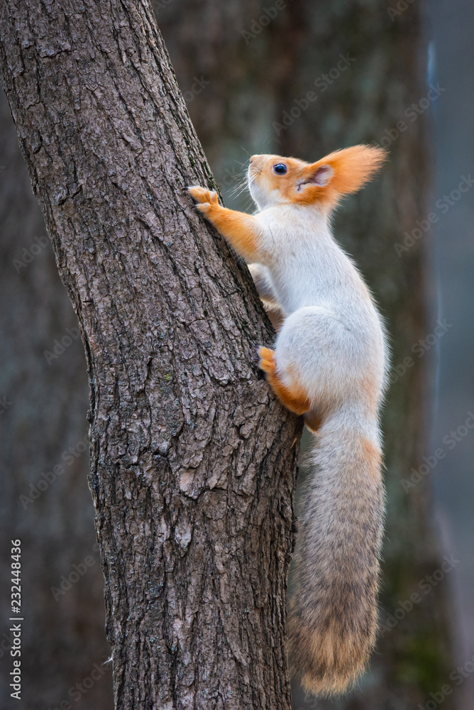 A wild squirrel captured in a cold sunny autumn day, funny cute squirrel is on the tree in autumn park. Colorful nature, fall season concept A wild squirrel captured in a cold sunny autumn day, funny cute squirrel is on the tree in autumn park. Colorful nature, fall season concept