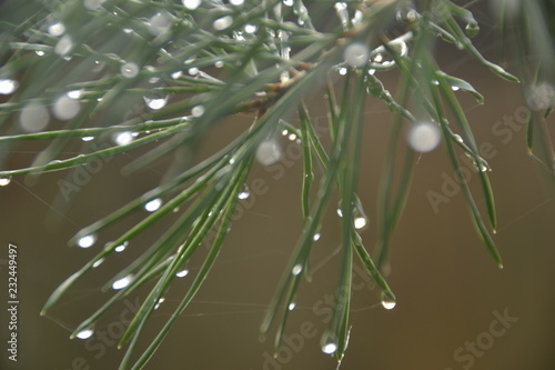 raindrops on the pine