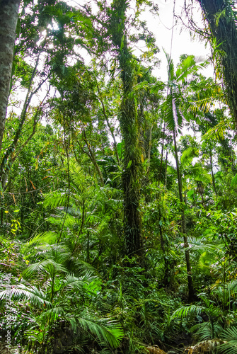 Tropical rainforest landscape in Daintree National Park  Queensland  Australia 