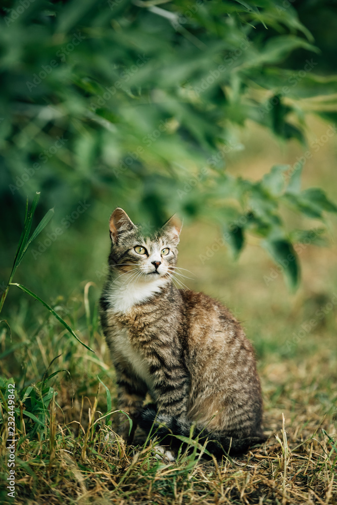 Small Cute Gray Cat Kitten In Grass Small Cute Gray Cat Kitten In Grass