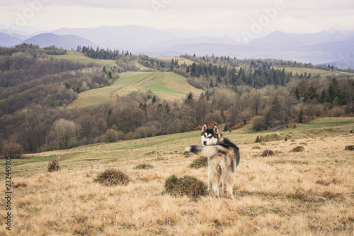 Fototapeta Naklejka Na Ścianę i Meble -  The Husky dog travels and plays in the woods, in the valleys, on the top of the mountain. Ukrainian Carpathian Mountains. Autumn is coming. Little puppy