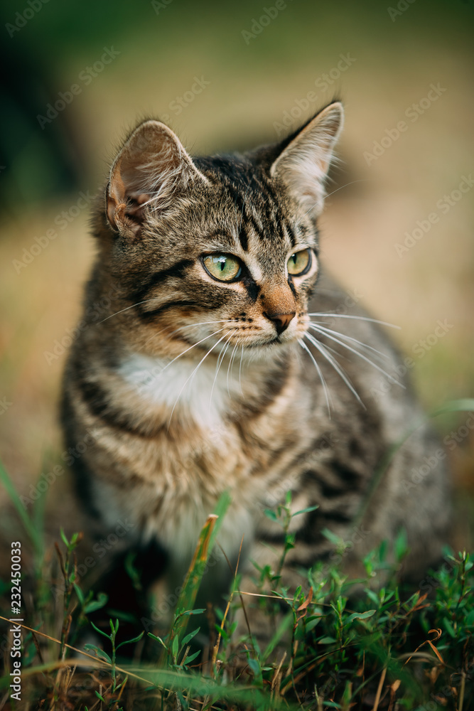 Small Cute Gray Cat Kitten In Grass 