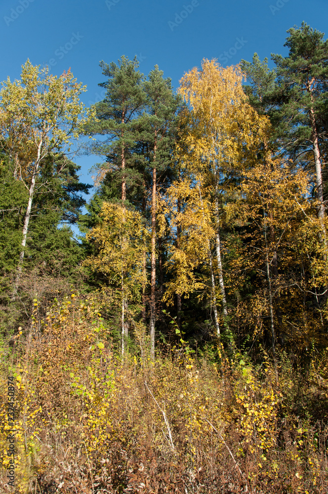 Fototapeta premium Autumn forest in Russia