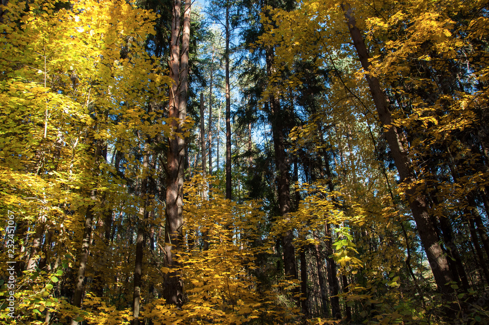 Autumn forest in Russia Autumn forest in Russia