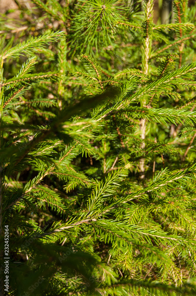 Fir branches in the forest Fir branches in the forest