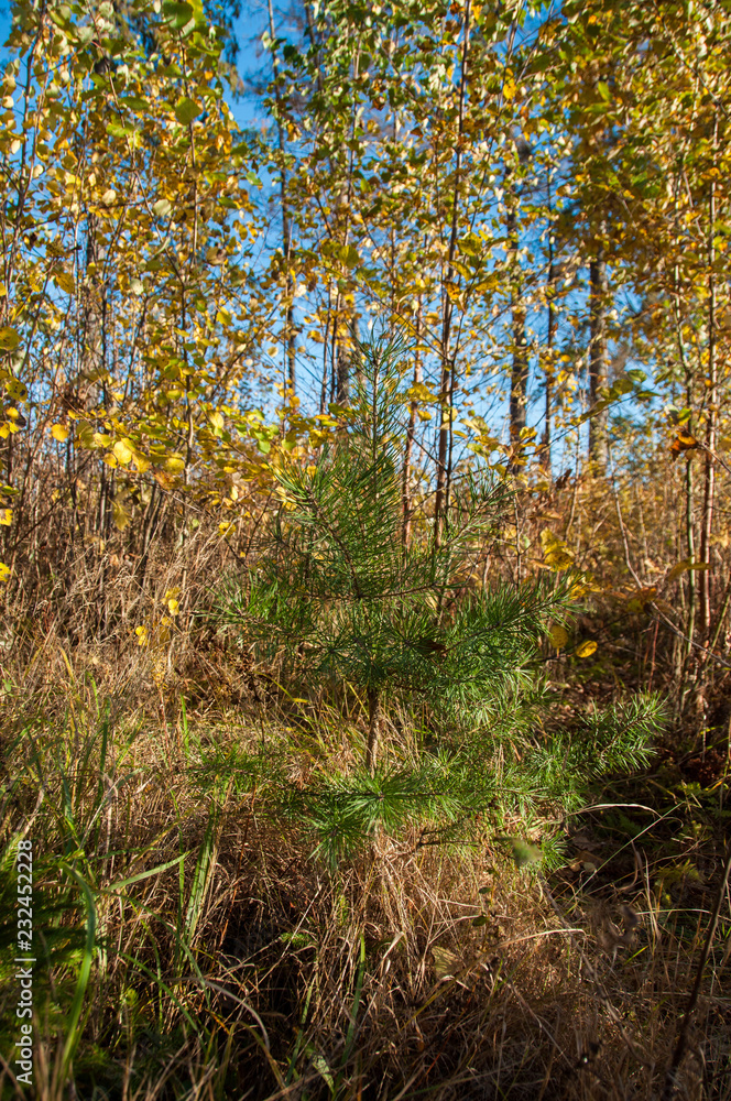 Fototapeta premium Young pine in the forest