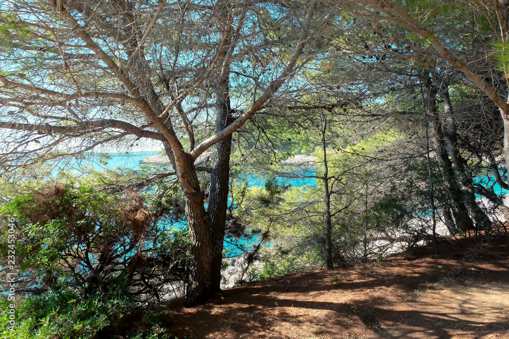Fototapeta premium Ocean Through Trees