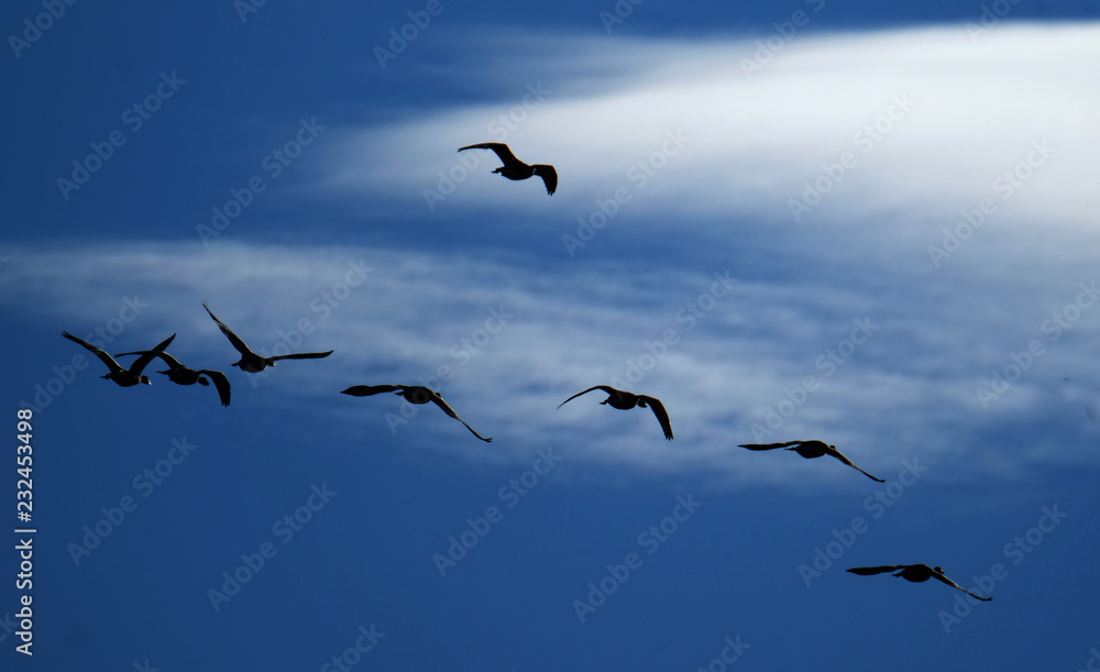 Wild geese on pond,  road and flying.