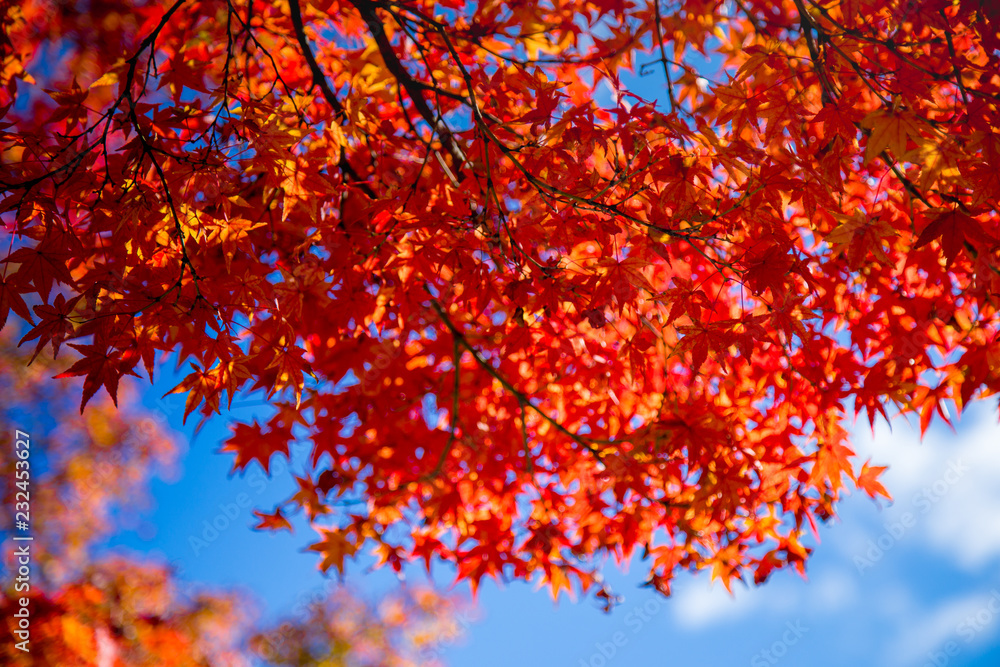 Fall Foliage of Red maple leaf leaves background on Autumn at Arashiyama, Kyoto Prefecture, Japan on November 2017