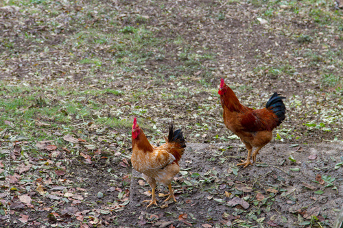 galli e galline nell'aia photo