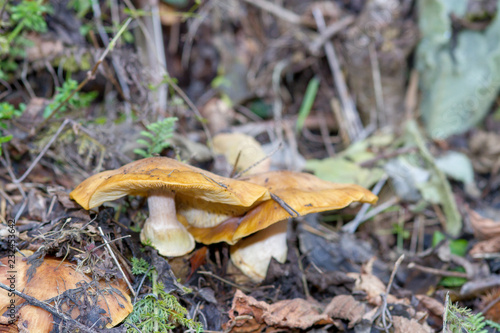 funghi velenosi nel bosco