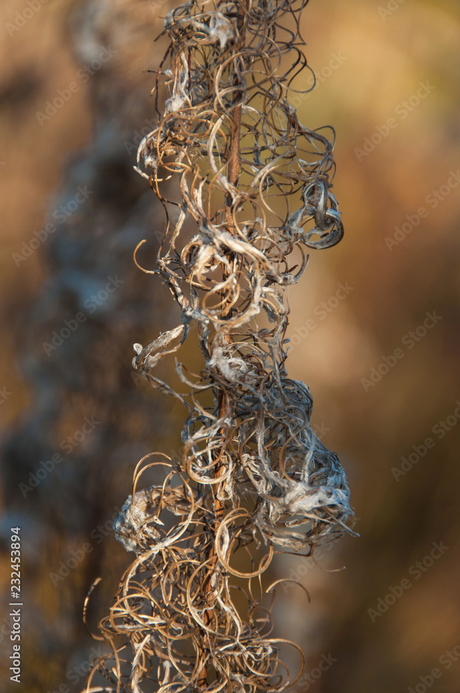 Dry flower of fireweed (Chamerion angustifolium) Dry flower of fireweed (Chamerion angustifolium)