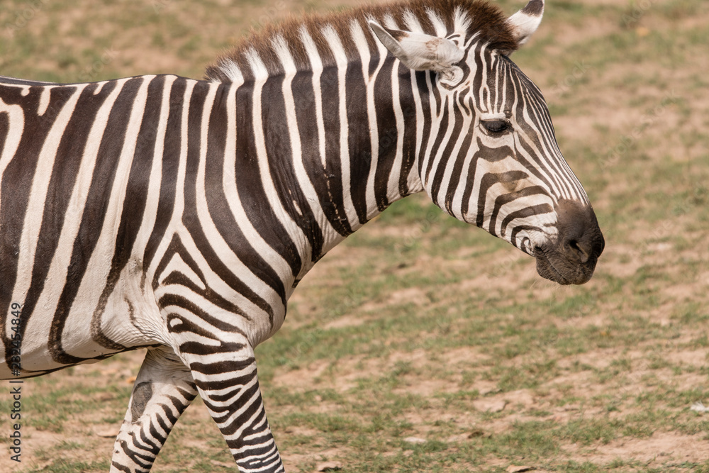 Equus quagga - zebra outdoors in nature. Equus quagga - zebra outdoors in nature.