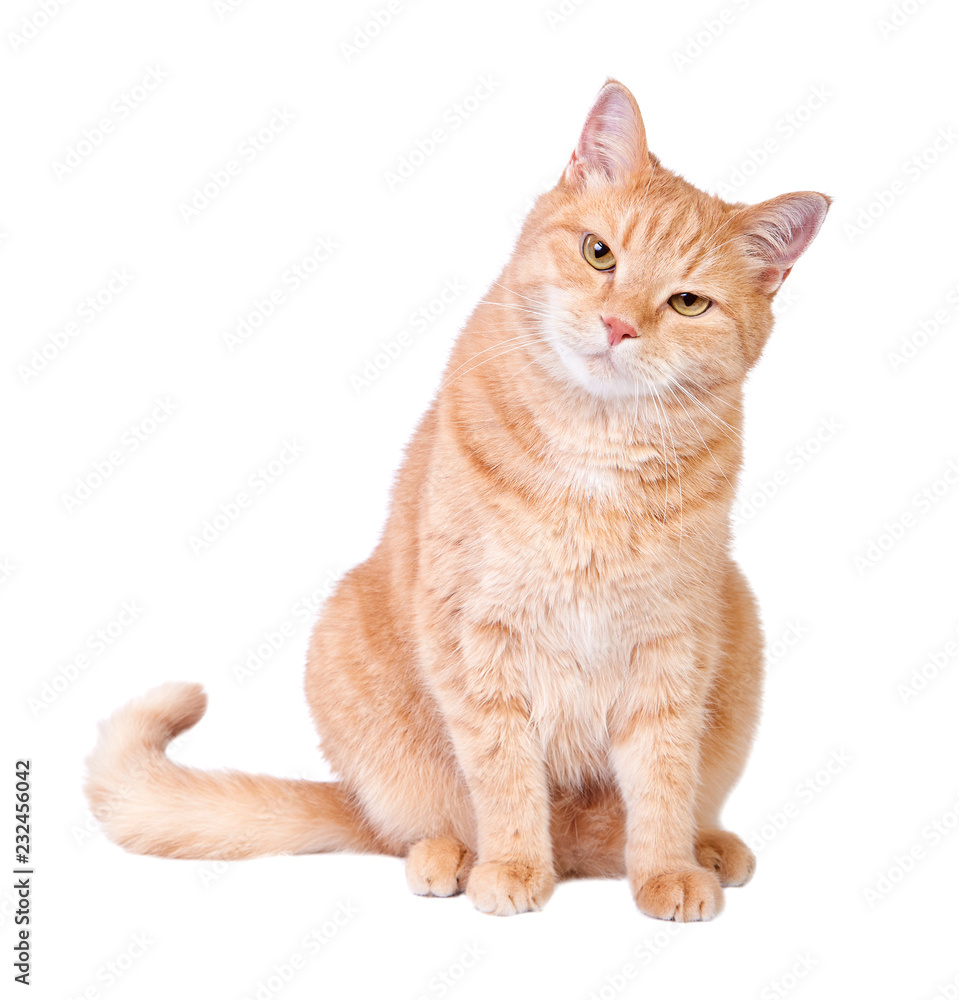 Sitting red cat isolated on white background. Sitting red cat isolated on white background.