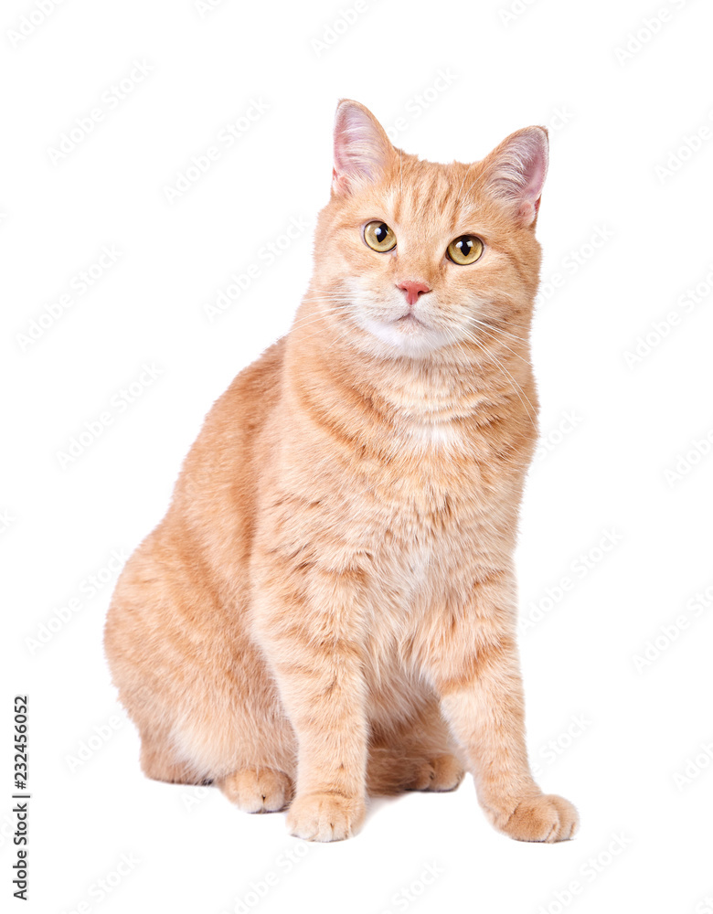 Obraz premium Sitting red cat isolated on white background.