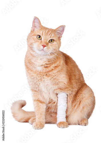 Cute ginger cat with a broken paw. Veterinary concept.