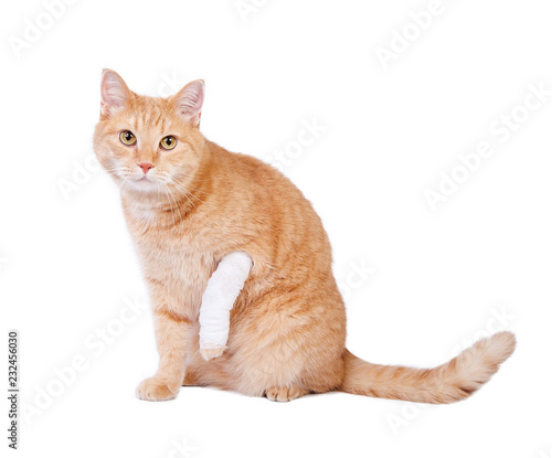 Cute ginger cat with a broken paw. Veterinary concept.