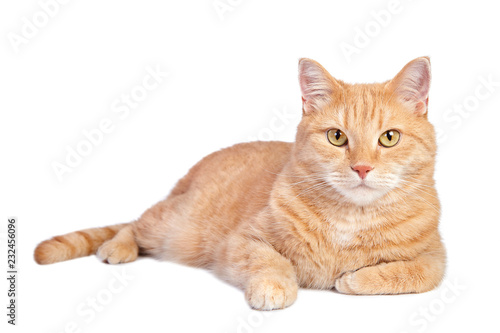 Leinwand Poster Lying tabby ginger cat isolated on white background.
