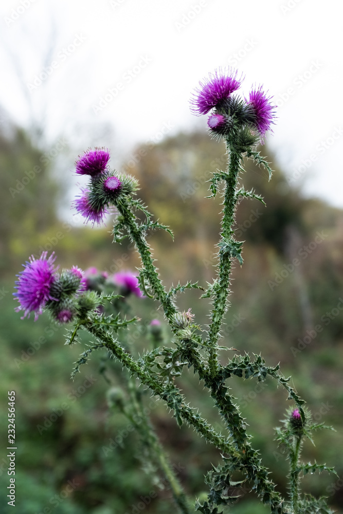Fototapeta premium Wild thistle in nature