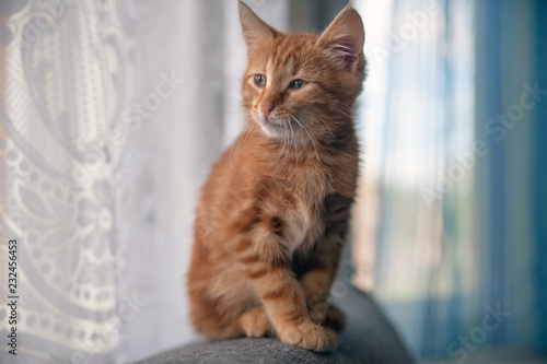 Fototapeta Naklejka Na Ścianę i Meble -   ginger small cute kitten.