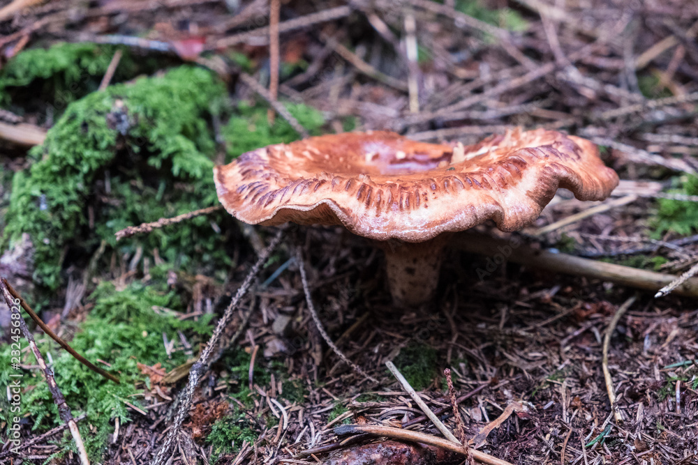 Pilz mitten im Moos Pilz mitten im Moos