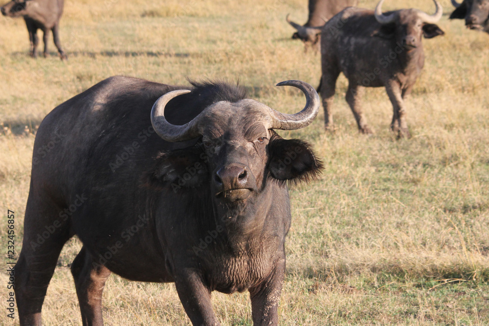 African Buffalo in Kenya