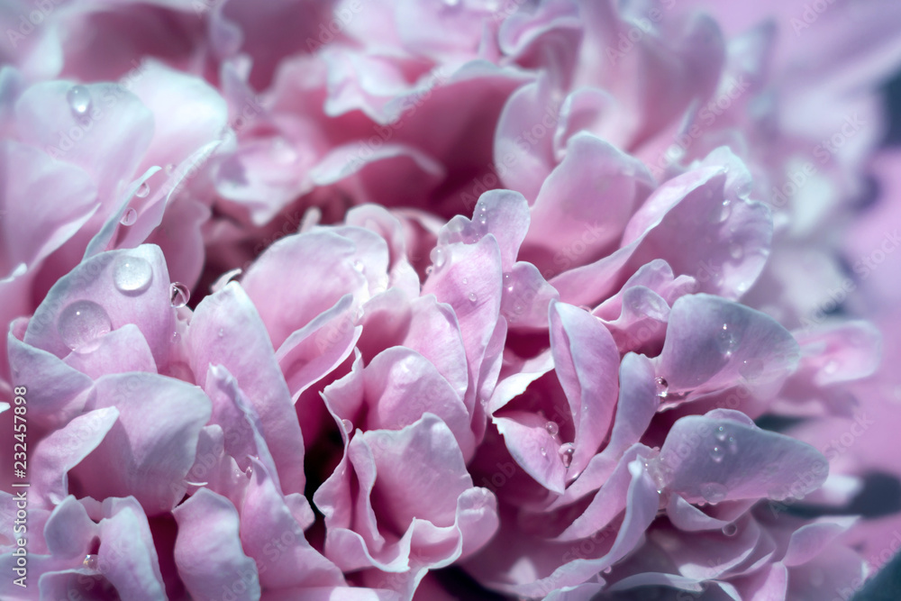water drops on pink petals water drops on pink petals