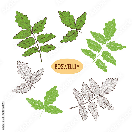 Boswellia. Plant. Branch, leaves. Sketch, silhouette. On white b