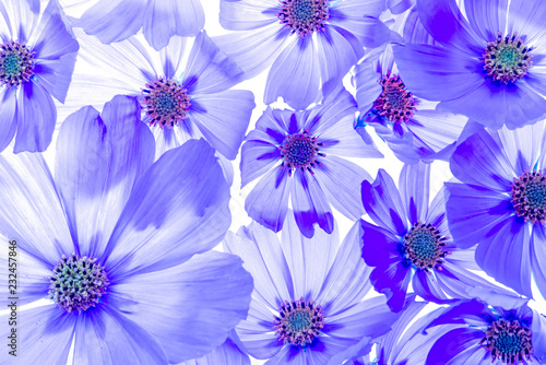 a beautiful floral background from flower petals