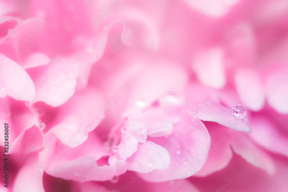 pink flowers peonies closeup