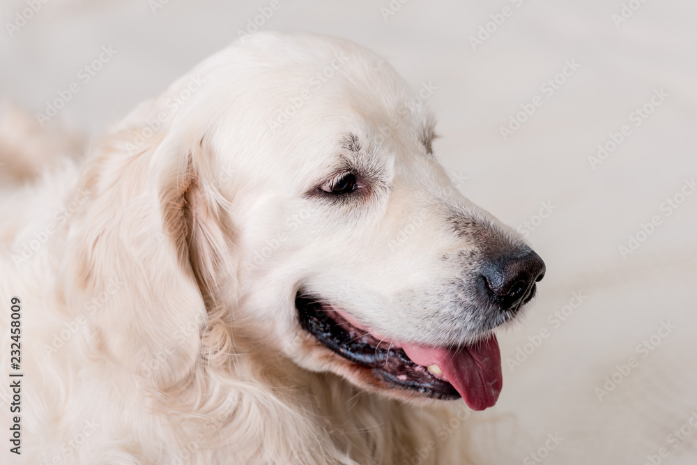 close up view of golden retriever dog close up view of golden retriever dog
