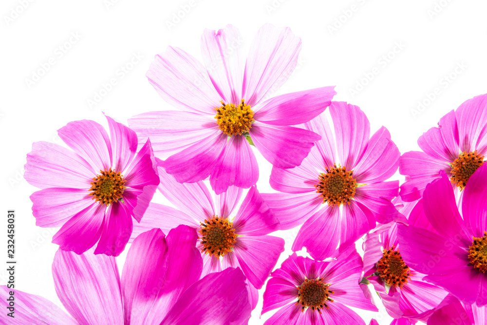 a beautiful floral background from flower petals a beautiful floral background from flower petals