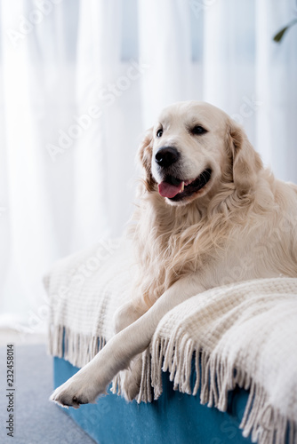 Fototapeta Naklejka Na Ścianę i Meble -  Happy dog with tongue stick out lying on bed with blue pillows
