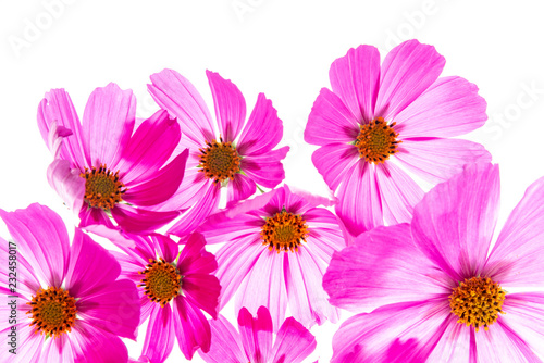 a beautiful floral background from flower petals