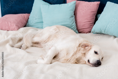 Happy dog lying on bed with pink and blue pillows