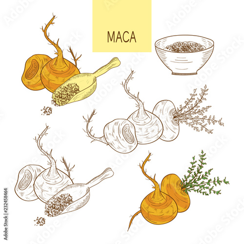 Maca. Tuber. Powder. Sketch. Set. Color and monochrome drawing.