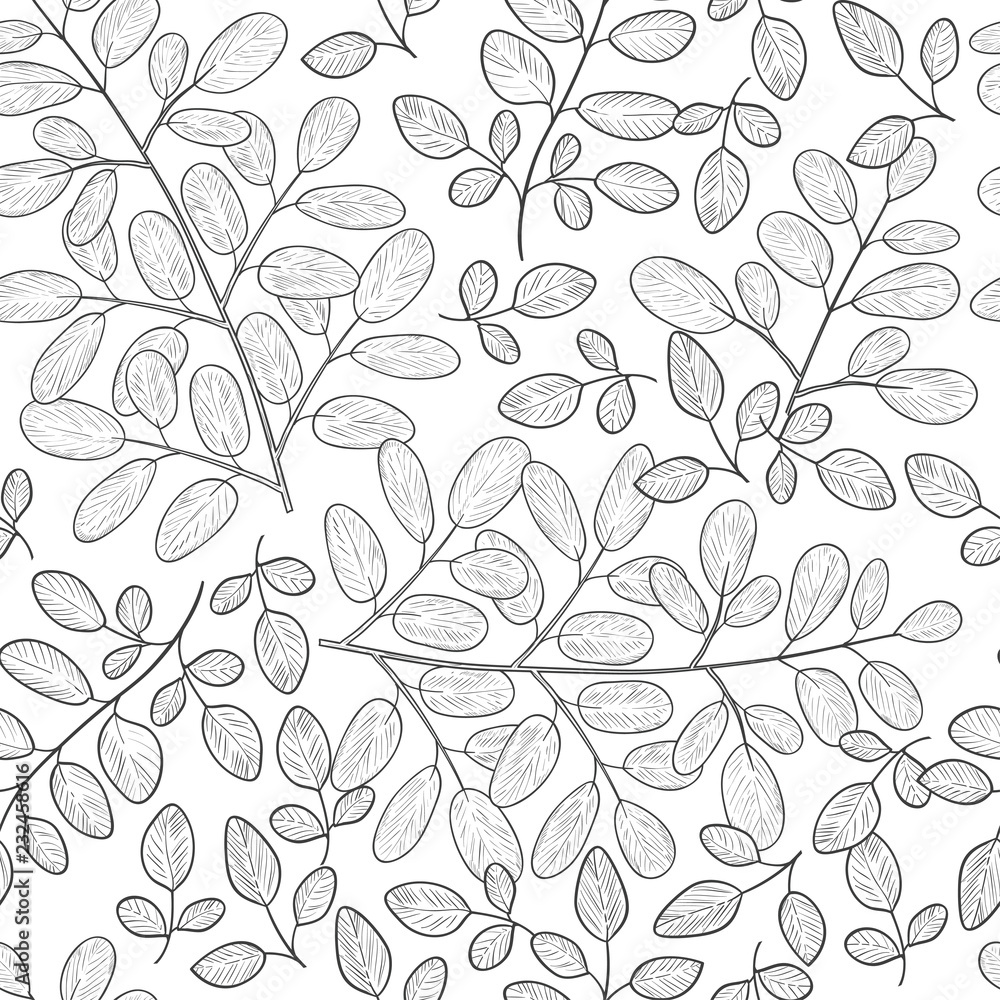 Moringa. Background, wallpaper, seamless. Sketch. Monophonic