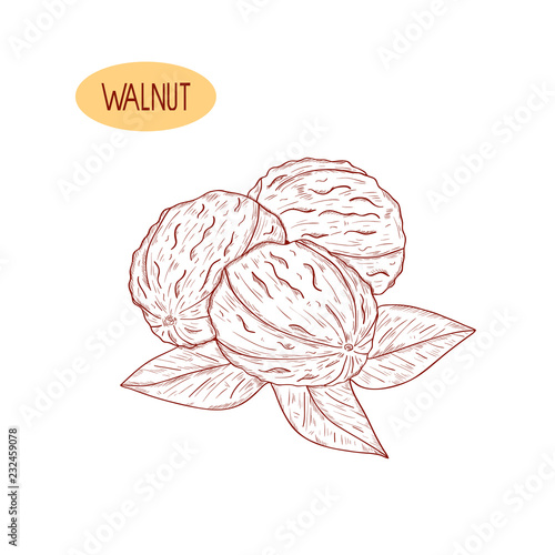 Walnut. Leaves, fruit. Sketch. A drawing on a white background.