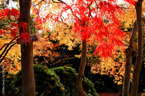 北海道、札幌平岡樹芸センターの紅葉の風景