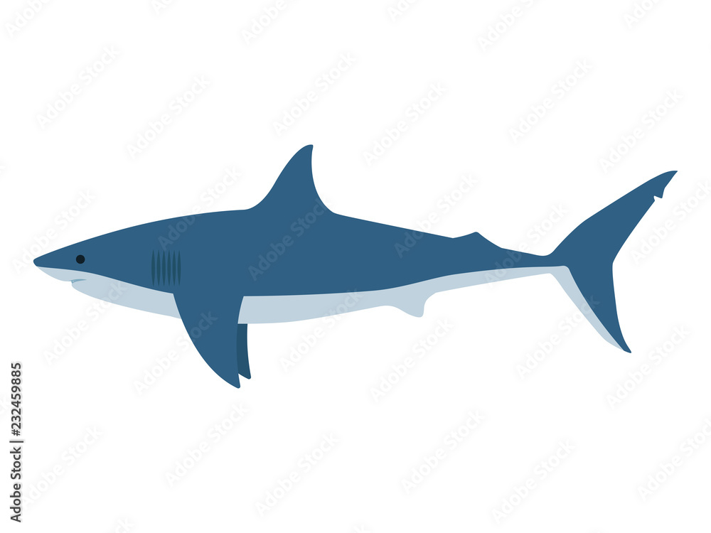 Vector illustration dangerous great white shark