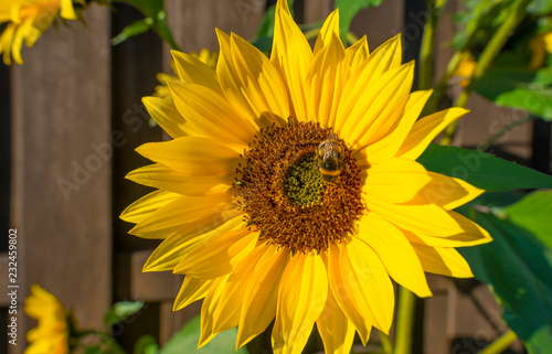 Fototapeta Naklejka Na Ścianę i Meble -  Sunflower with bee in a garden in sunlight at fall